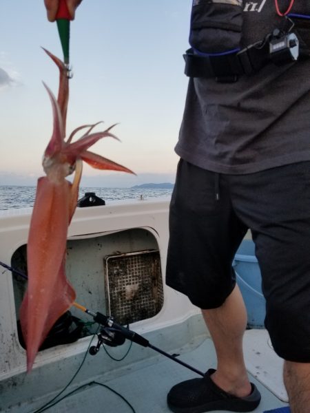 アマテラス 釣果