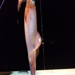 アマテラス 釣果