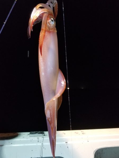 アマテラス 釣果