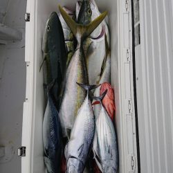 エンペラー 釣果