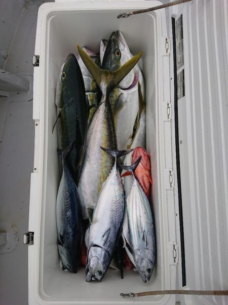 エンペラー 釣果