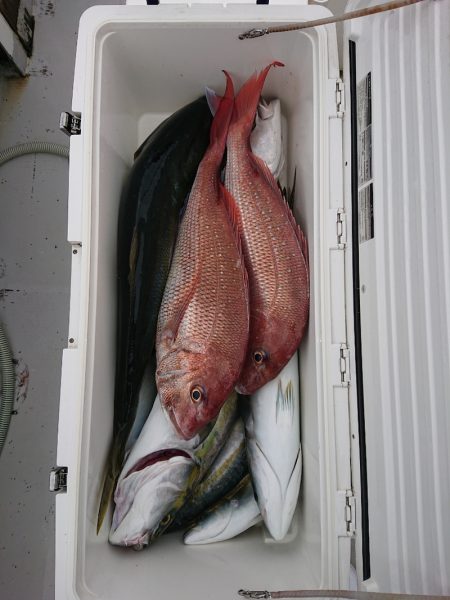 エンペラー 釣果