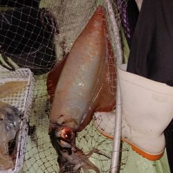 海龍丸（石川） 釣果