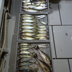 エンペラー 釣果