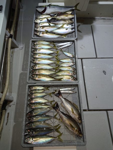 エンペラー 釣果