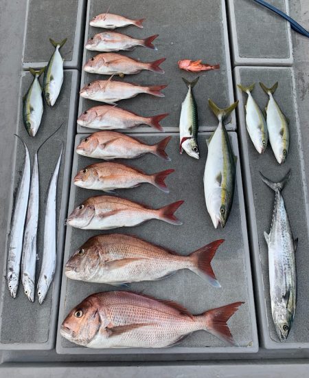 SeaRide(シーライド) 釣果