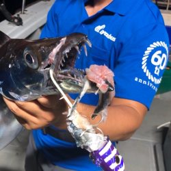 「LaGooN」蒼陽丸 日和号 釣果