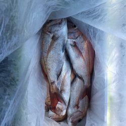 フィッシング　キッタカ 釣果