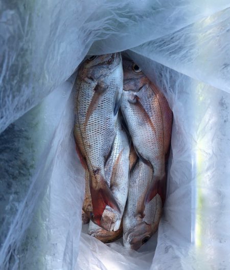 フィッシング　キッタカ 釣果