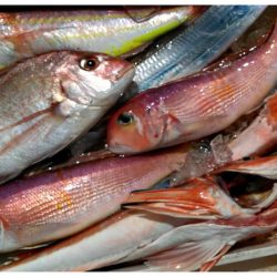 Big One ビッグワン 釣果