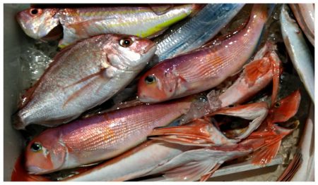 Big One　ビッグワン 釣果