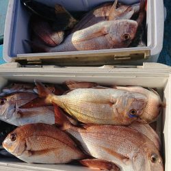 シースナイパー海龍 釣果