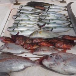 JDI Racing シールズマリンレジャー 釣果