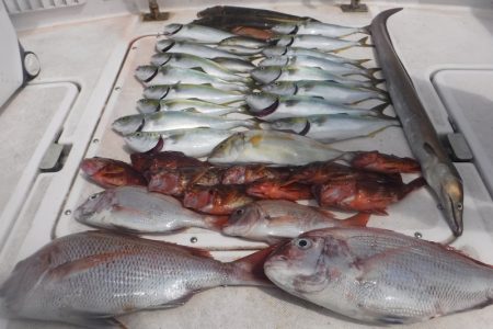 JDI Racing シールズマリンレジャー 釣果