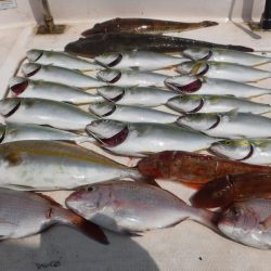 JDI Racing シールズマリンレジャー 釣果