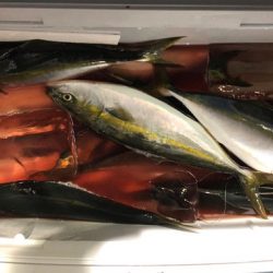 第二八坂丸 釣果