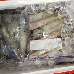海龍丸（石川） 釣果