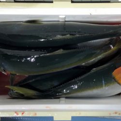 第二八坂丸 釣果