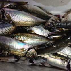 シースナイパー海龍 釣果