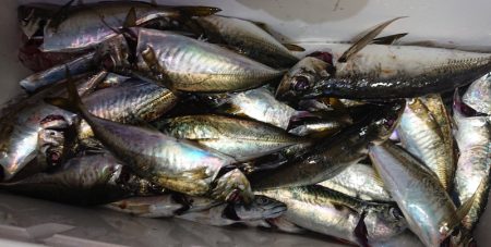 シースナイパー海龍 釣果