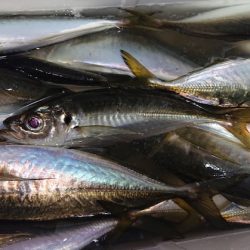 シースナイパー海龍 釣果