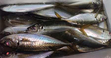 シースナイパー海龍 釣果