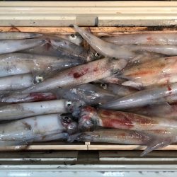 第二八坂丸 釣果