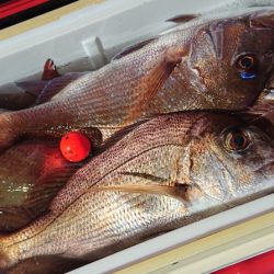 シースナイパー海龍 釣果