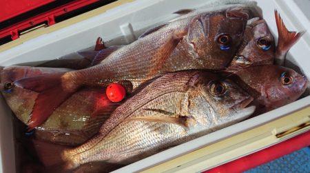 シースナイパー海龍 釣果