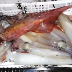 第二龍勢丸 釣果