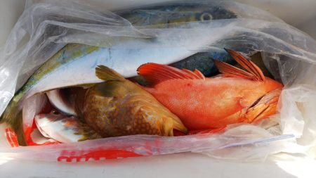 第二龍勢丸 釣果