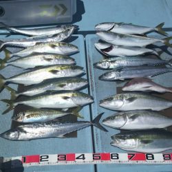 清和丸 釣果