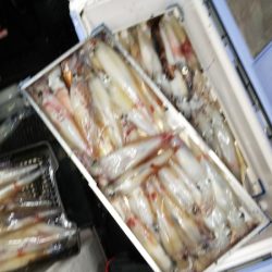 第二龍勢丸 釣果