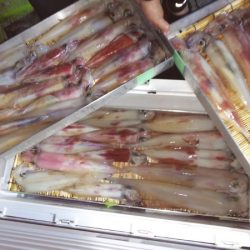 第二龍勢丸 釣果