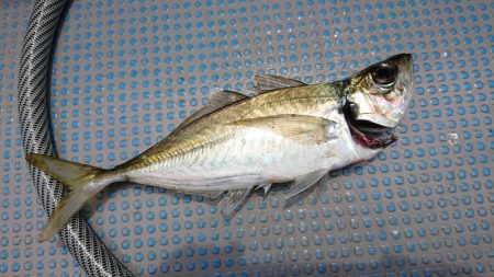 だて丸 釣果