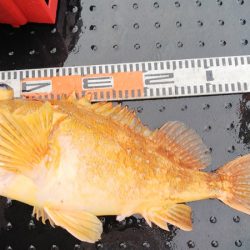 第二龍勢丸 釣果