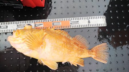 第二龍勢丸 釣果