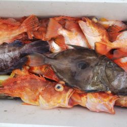 第二龍勢丸 釣果