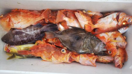 第二龍勢丸 釣果