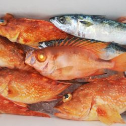 第二龍勢丸 釣果