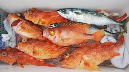 第二龍勢丸 釣果