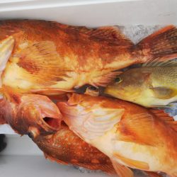 第二龍勢丸 釣果