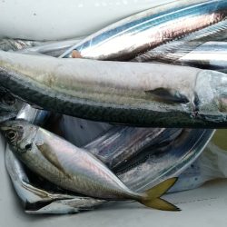 小島丸 釣果