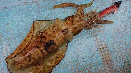 シースナイパー海龍 釣果