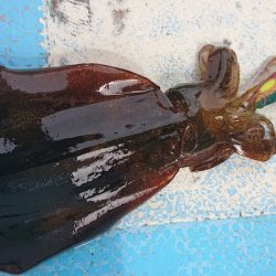 シースナイパー海龍 釣果