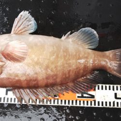 第二龍勢丸 釣果