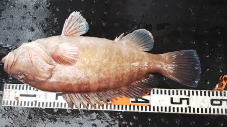 第二龍勢丸 釣果