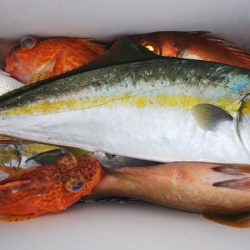 第二龍勢丸 釣果