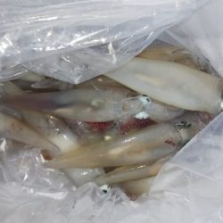 第二龍勢丸 釣果