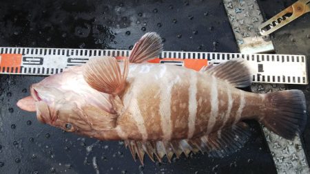 第二龍勢丸 釣果